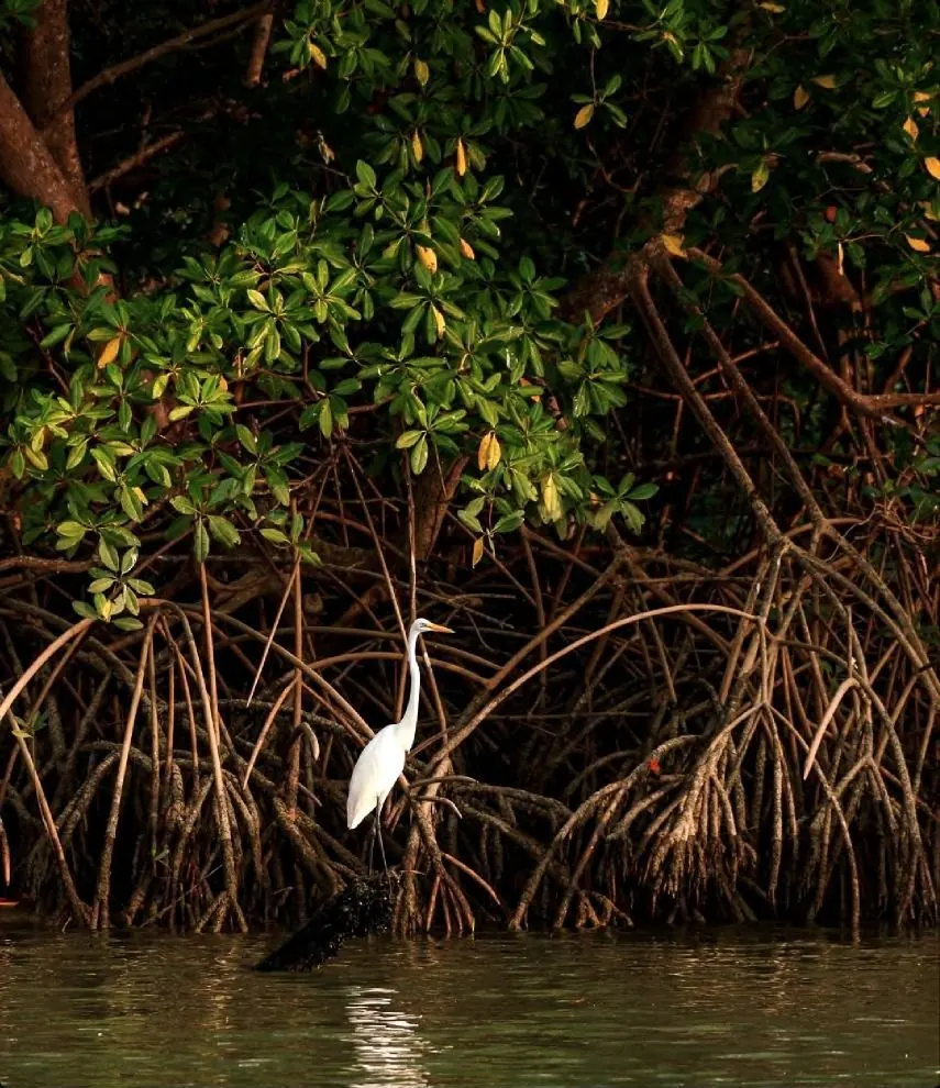 A white egret in mangrove roots